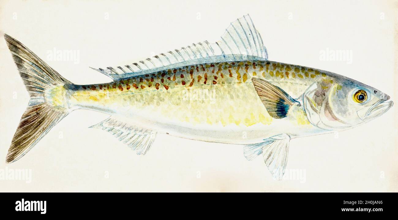Frank Edward Clarke vintage fish illustration - Kawai Stock Photo