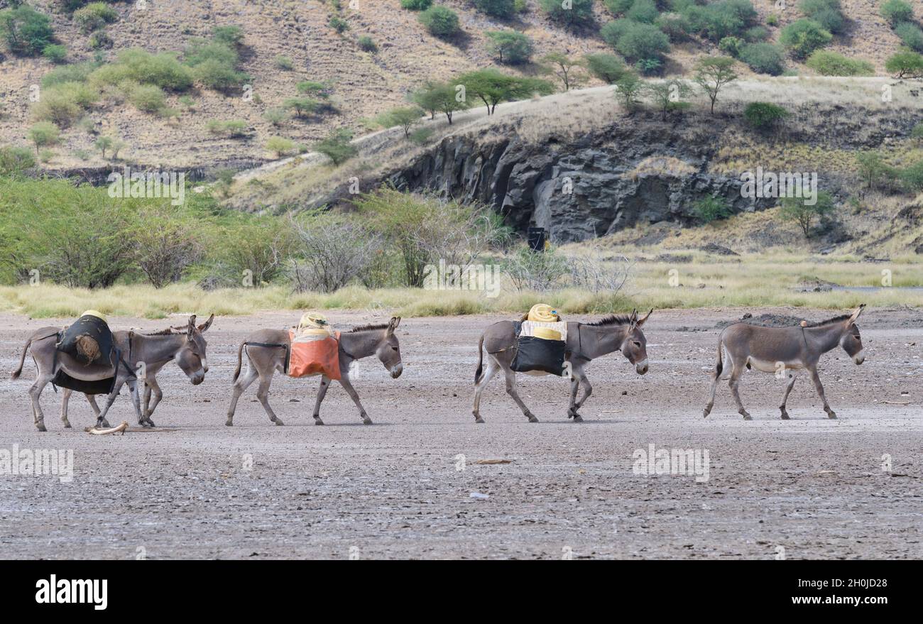 A caravan of donkeys being used to transport fresh water, traveling across the dried up shores of Lake Magadi, Kenya. Lake Magadi is a saline, alkalin Stock Photo
