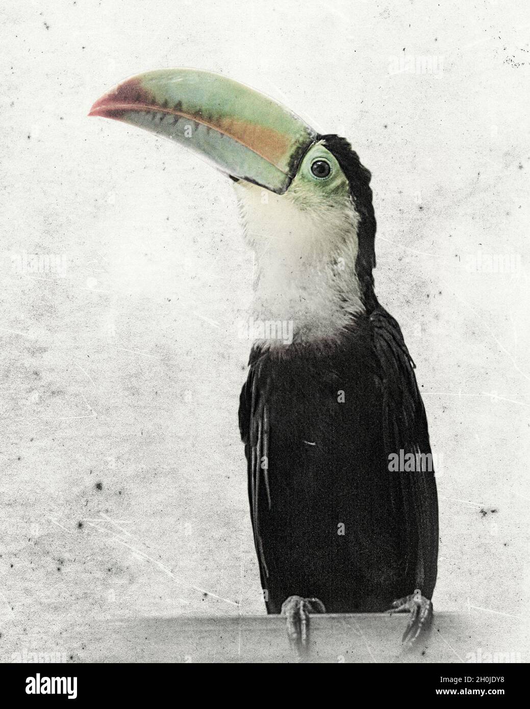 Vintage style Toucan - Perfect as Decoration with other antimal posters (see my account) Stock Photo