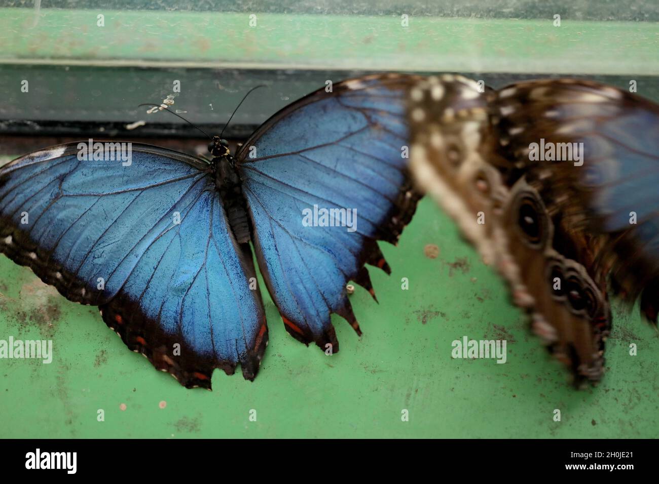 Jerusalem. 12th Oct, 2021. Blue morpho butterflies are seen at a zoo in Jerusalem on Oct. 12, 2021. An exhibition stepping into the world of butterflies opened this month at the zoo. Credit: Gil Cohen Magen/Xinhua/Alamy Live News Stock Photo