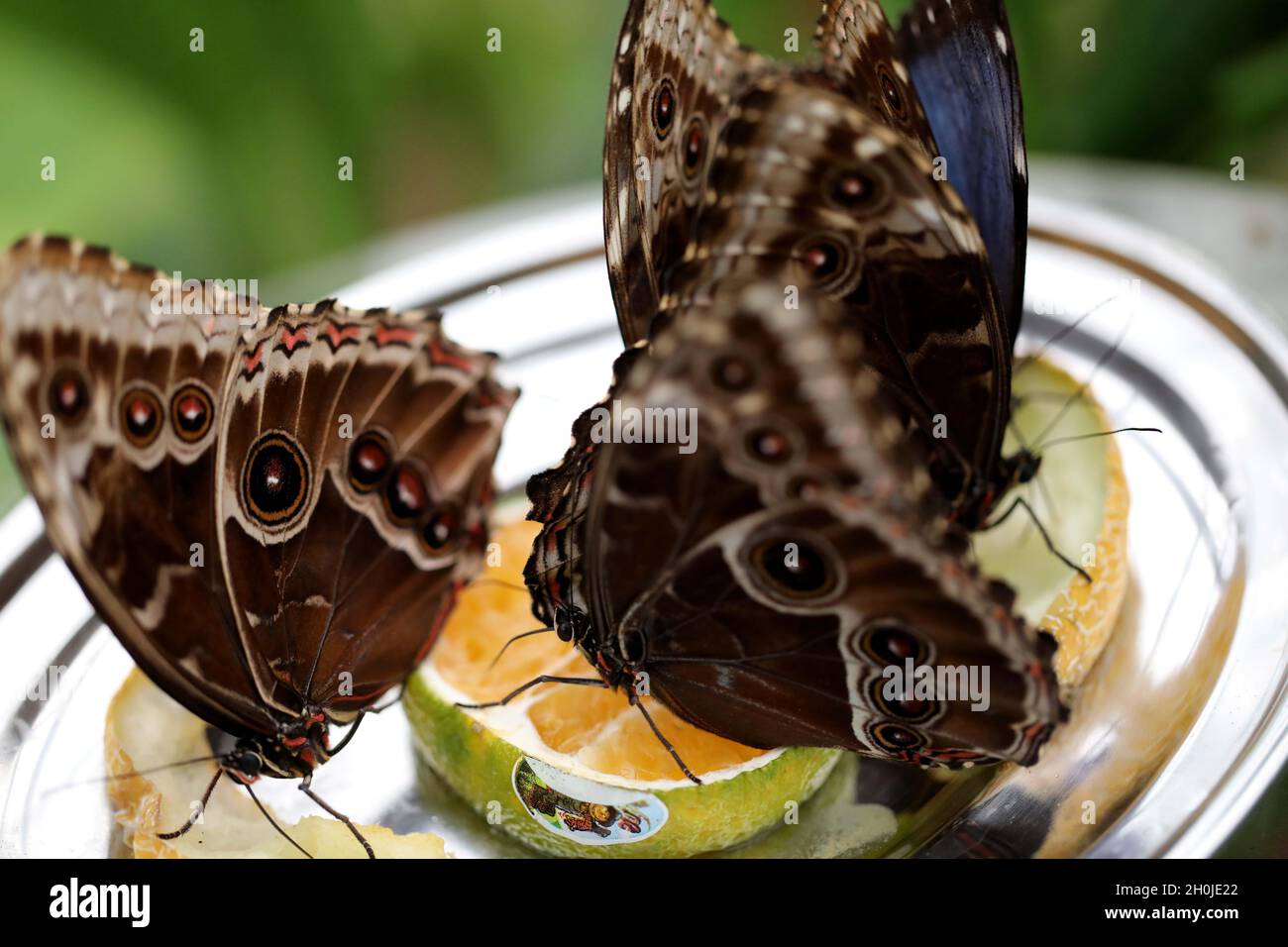 Jerusalem. 12th Oct, 2021. Blue morpho butterflies are seen at a zoo in Jerusalem on Oct. 12, 2021. An exhibition stepping into the world of butterflies opened this month at the zoo. Credit: Gil Cohen Magen/Xinhua/Alamy Live News Stock Photo