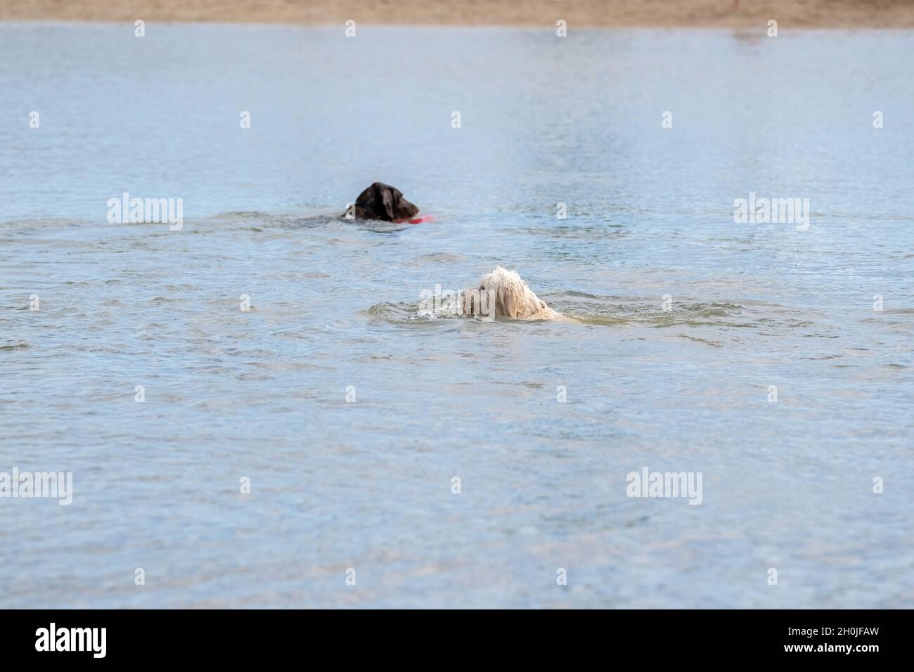 White dog with curly hair, viewed from the side. Yellow tennis ball