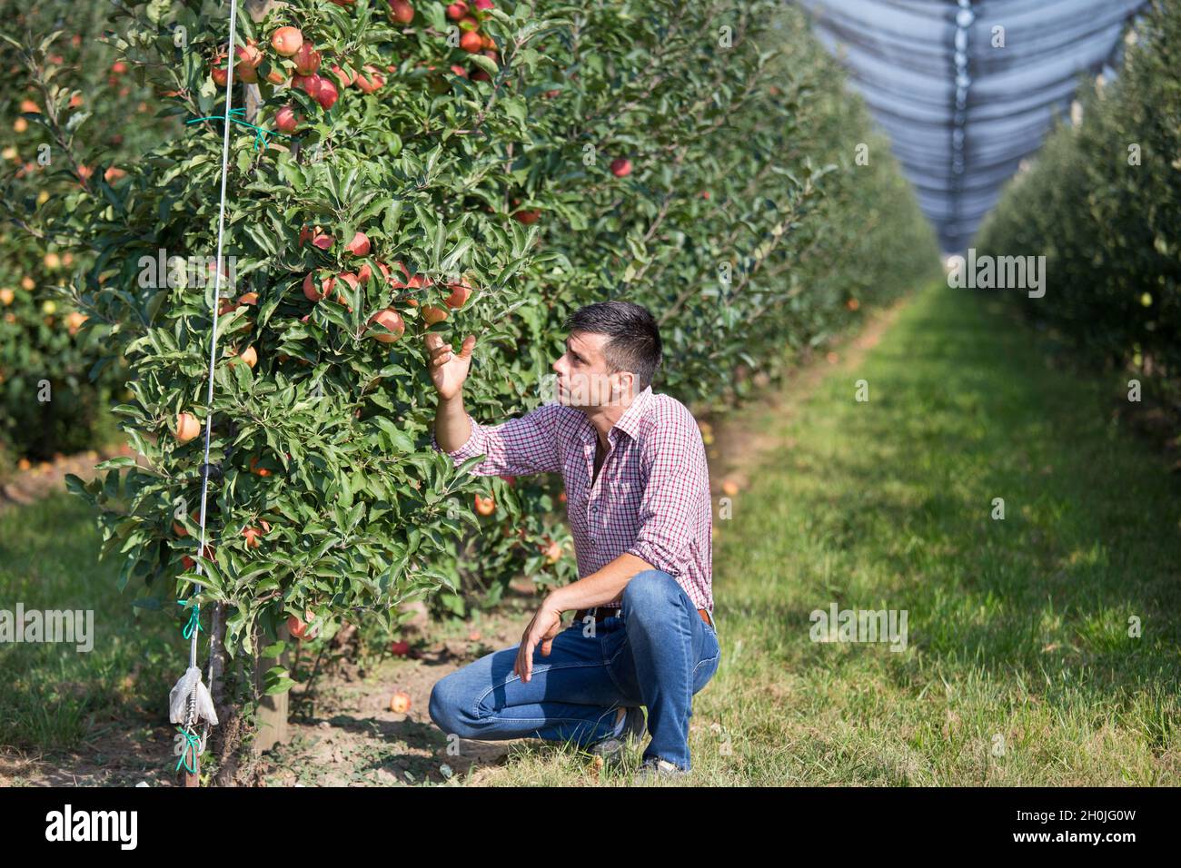 Handsome farmer squatting in modern apple orchard by the trees with ripe fruit Stock Photo