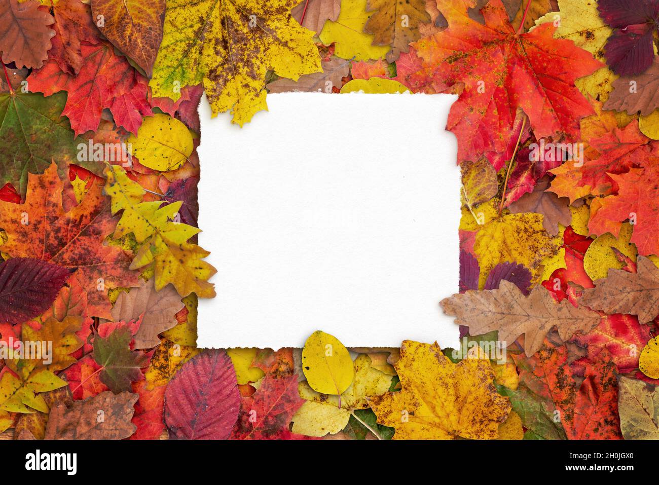 Square leaves hi-res stock photography and images - Alamy