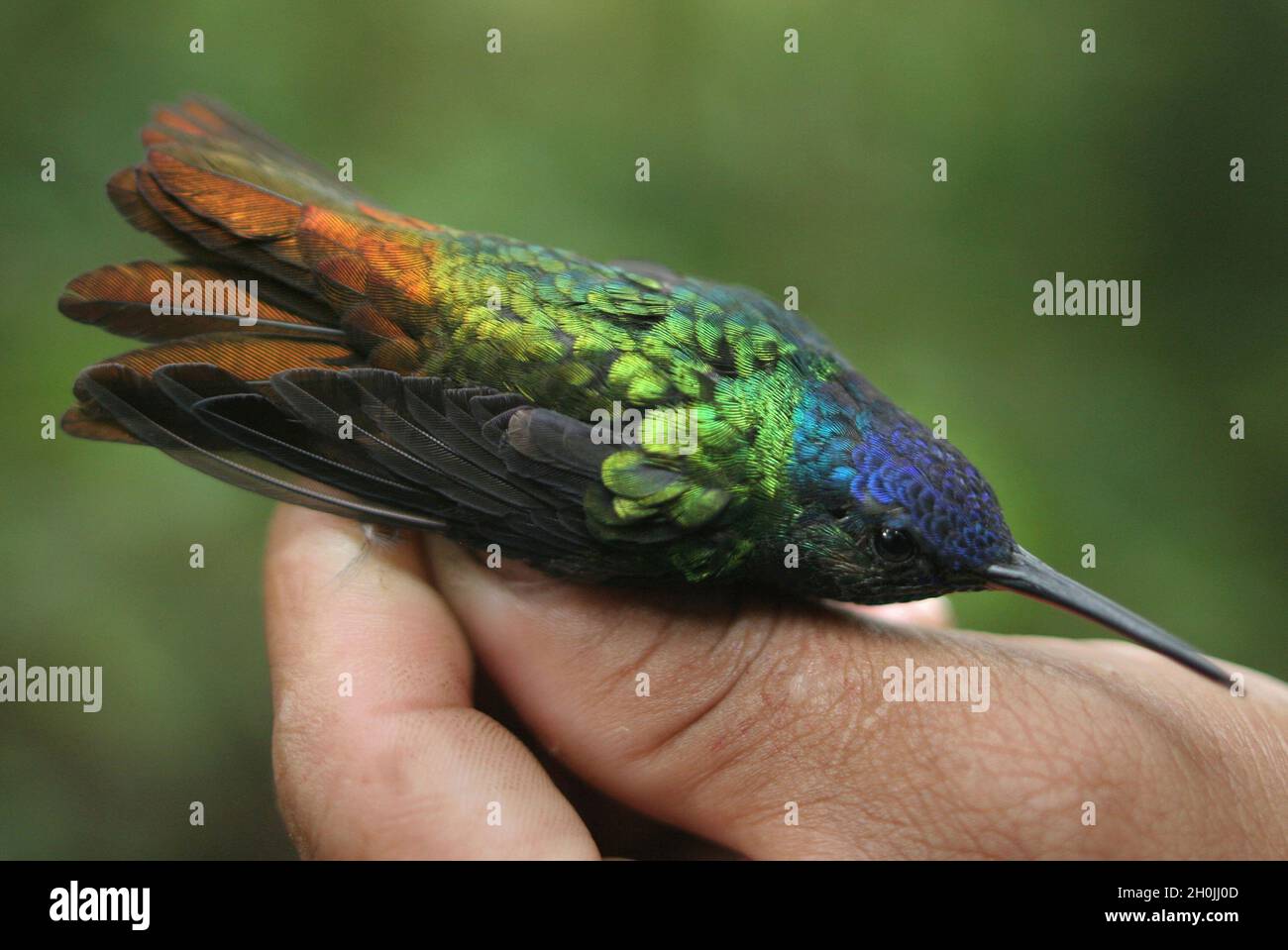 A Golden-tailed Sapphire, (Chrysuronia Oenone), held by an ornithologist. Oxapampa, Pasco, Perú. August 2008. Stock Photo