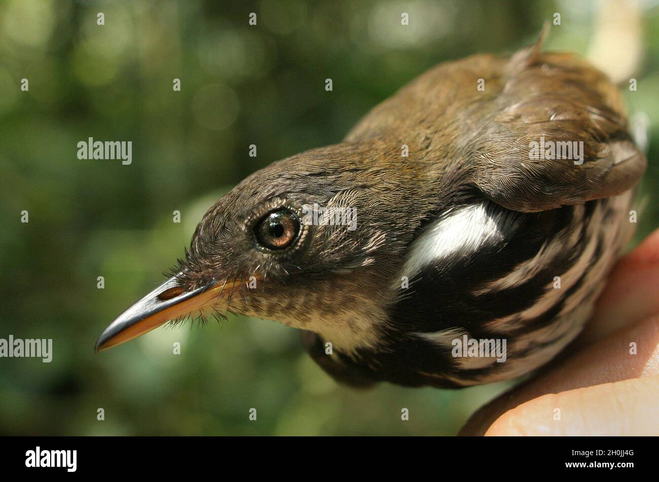 A Ringed Antpipit, (Corythopis torquatus). Oxapampa, Pasco, Perú. August 2008. Stock Photo