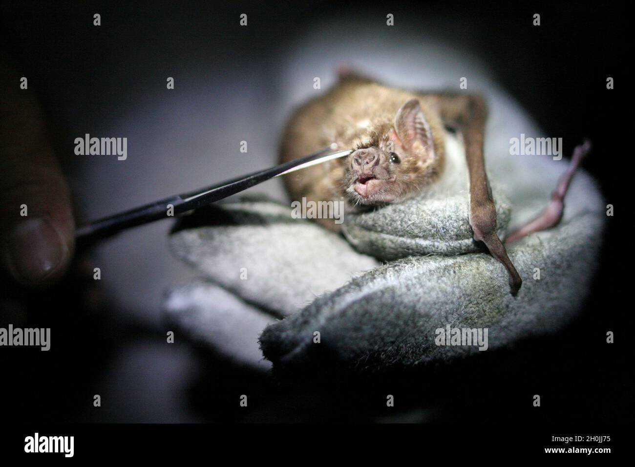 A zoologist classifies a bat, by collecting some of its hair. Oxapampa, Pasco, Perú. August 2008. Stock Photo