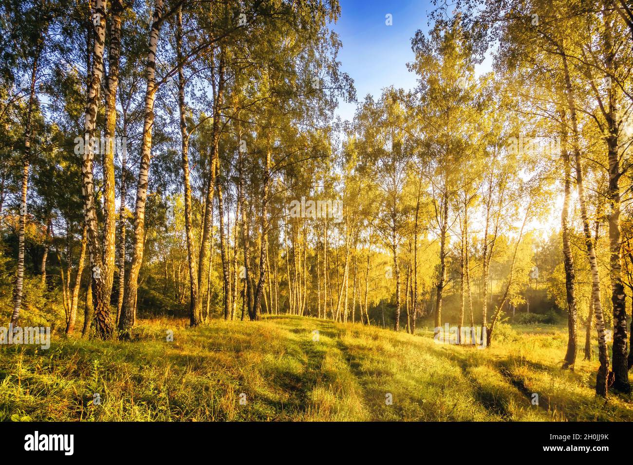A scene of sunrise in a birch forest on a sunny summer morning with fog ...