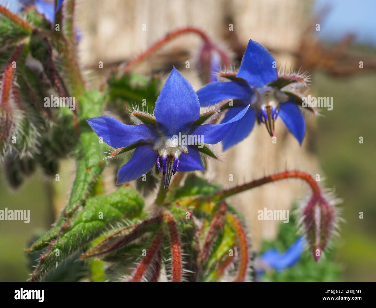 Blue Borage blossoms with buds. Borago officinalis or starflower is flowering plant of the Boraginaceae family. Wild flowers are also grown in gardens Stock Photo