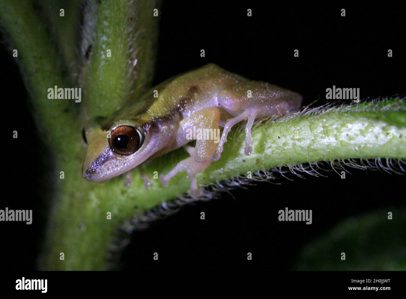 A frog on a plant. Forest San Matías-San Carlos. Oxapampa, Pasco, Perú. August 2008. Stock Photo
