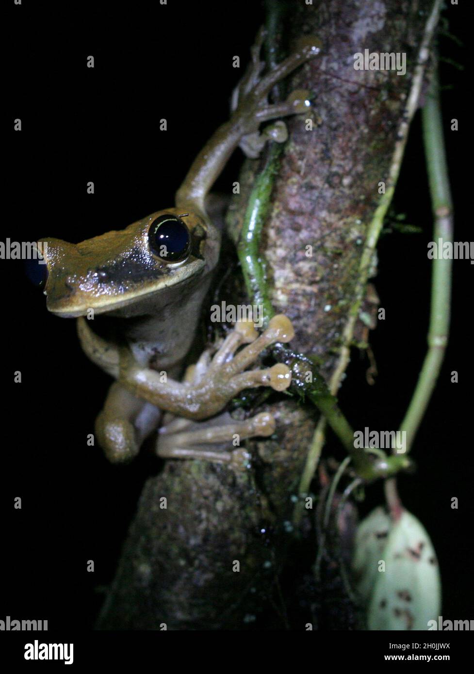 A frog on a branch. Forest San Matías-San Carlos. Oxapampa, Pasco, Perú. August 2008. Stock Photo