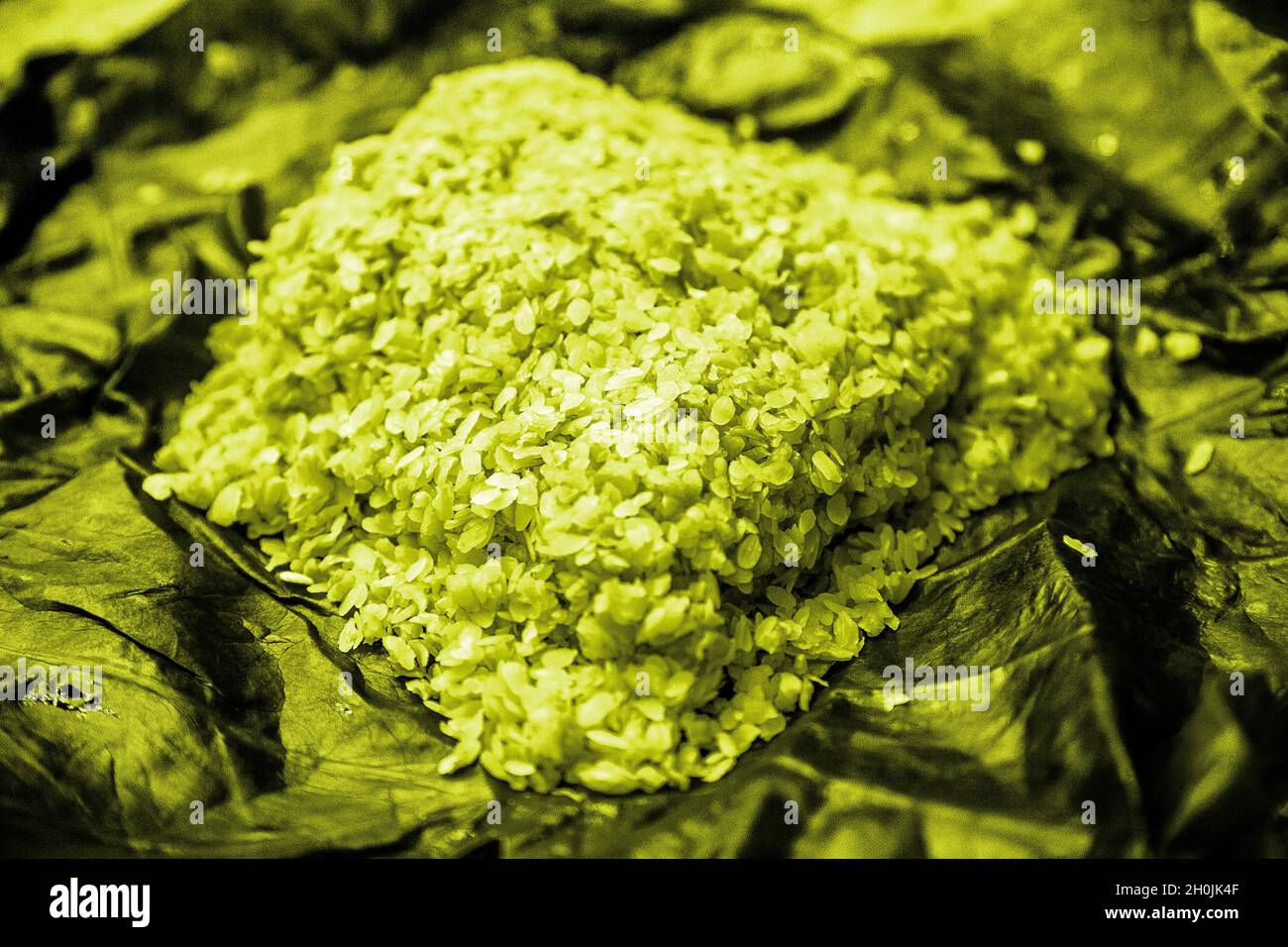 Green rice or green sticky rice grown in northern vietnam. Stock Photo