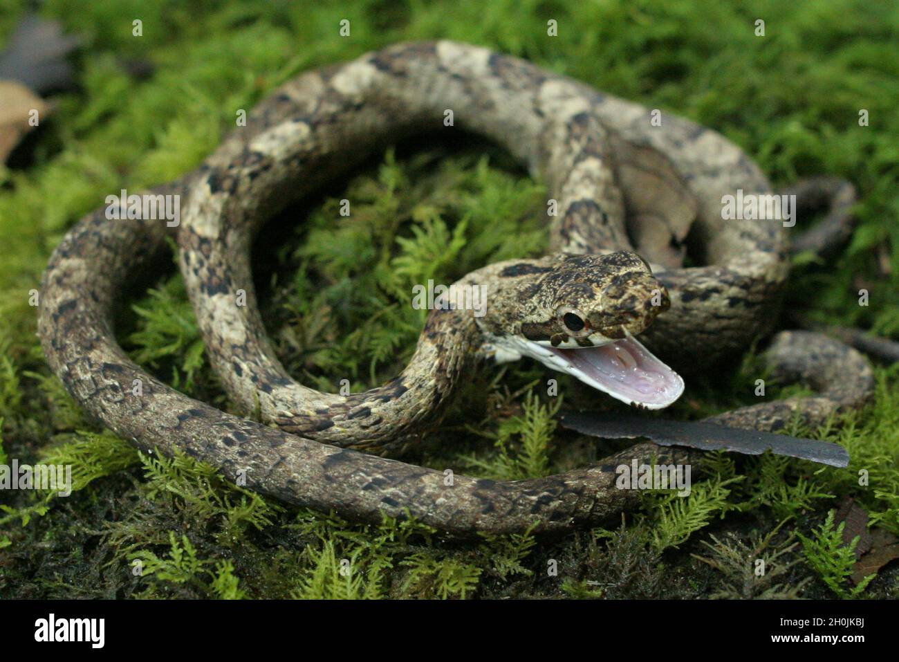 A non-poisonous snake. Forest San Matías-San Carlos. Oxapampa, Pasco, Perú. August 2008. Stock Photo
