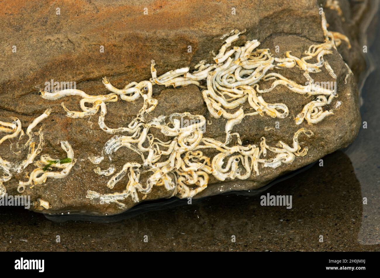Worm circulation hi-res stock photography and images - Alamy