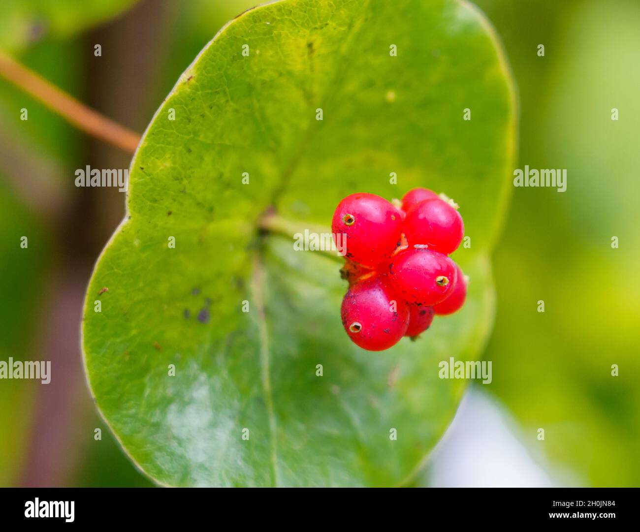 close up of a stalk of red berries on a round leaf honeysuckle (Lambertia orbifolia) Stock Photo