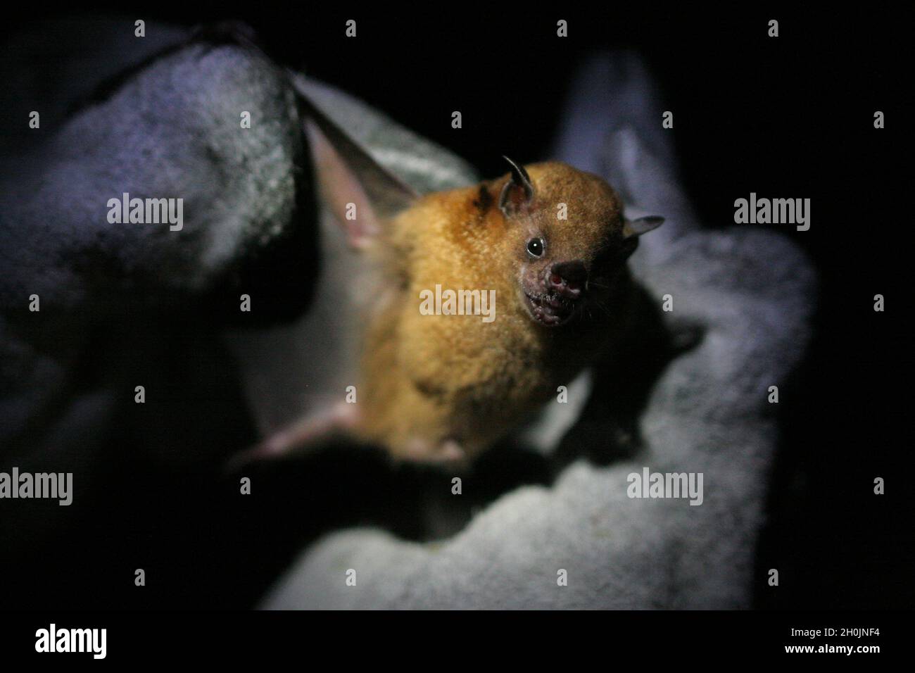 A bat, (Sturnira lilium), is held up by a zoologist. Forest San Matías-San Carlos, Oxapampa, Pasco, Perú. August 2008. Stock Photo