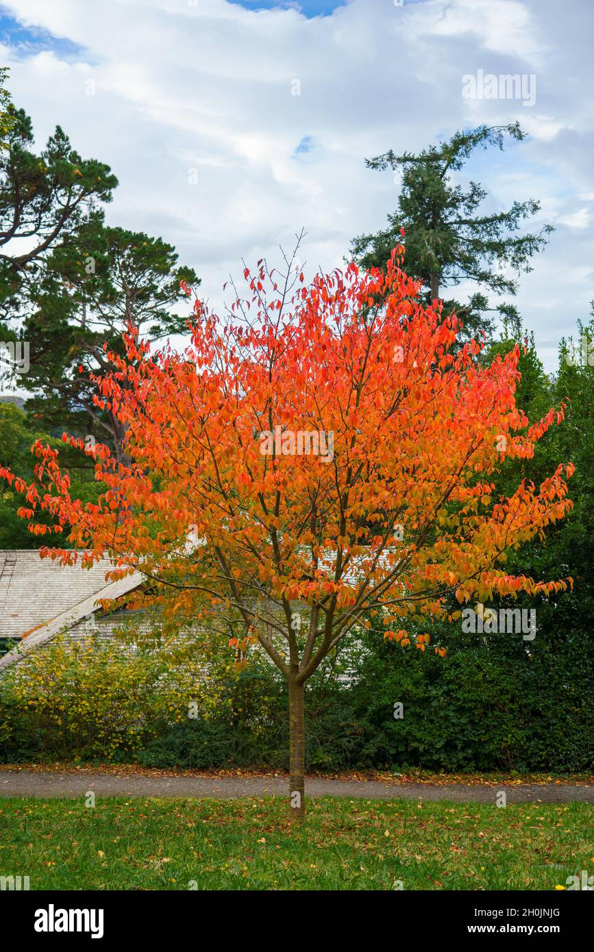 Japanese maple acer trees hi-res stock photography and images - Alamy