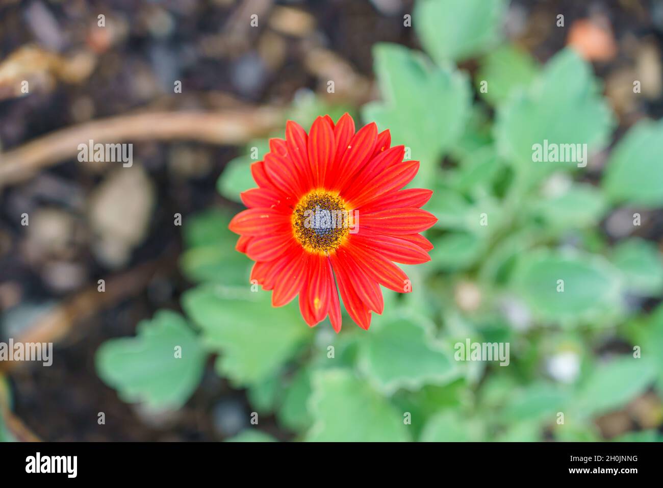 close up of a transvaal gerbera red and yellow daisy Stock Photo