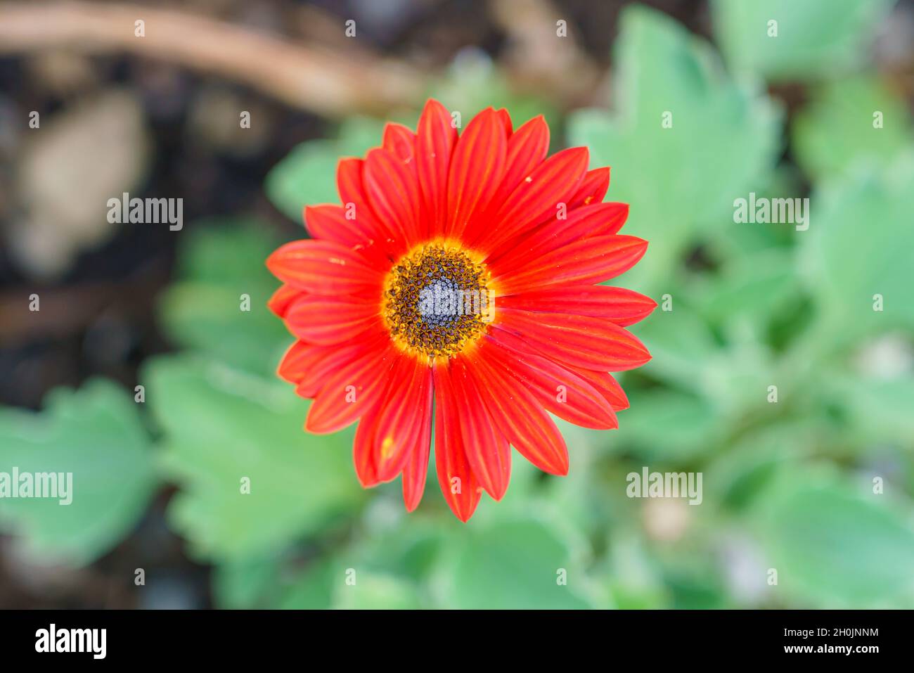close up of a transvaal gerbera red and yellow daisy Stock Photo