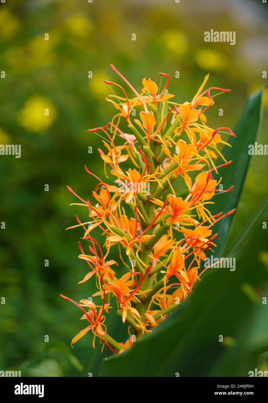 close up of a ginger lily (Hedychium Coccineum Tara) Stock Photo