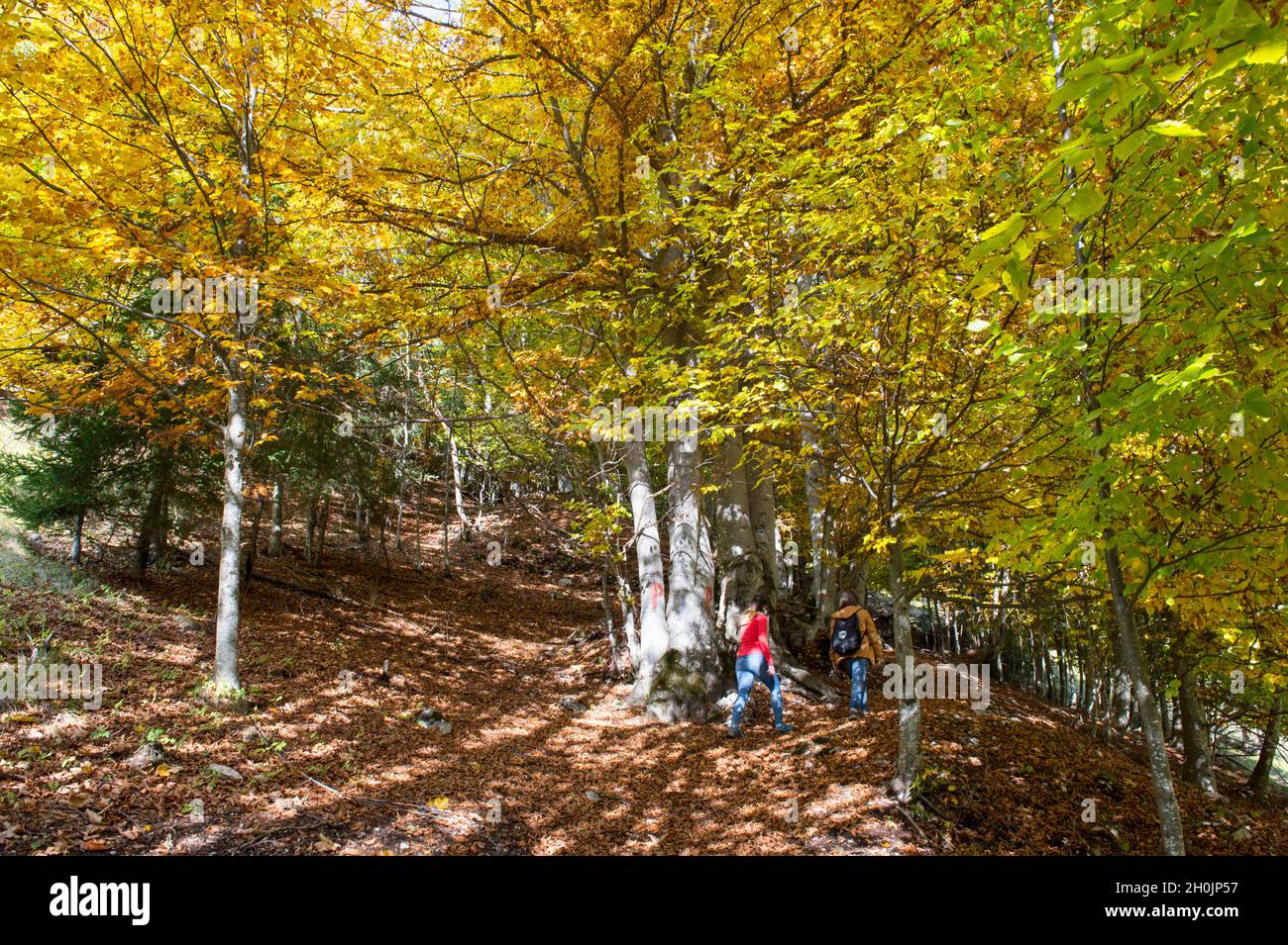 Italy, Veneto, Rocca Pietore, beech wood forest Stock Photo