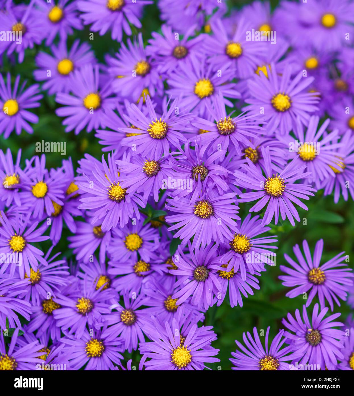 close up of a a border full of Eurybia x herveyi ‘Twilight’ (Michaelmas daisy) flowers Stock Photo