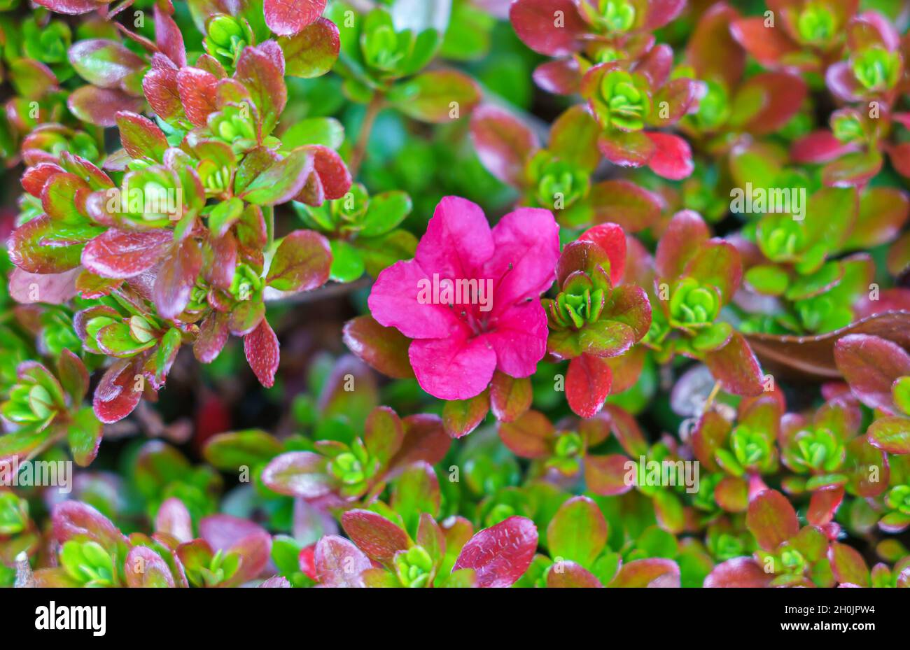 close of a pink evergreen Azalea (Benny Gery) Stock Photo