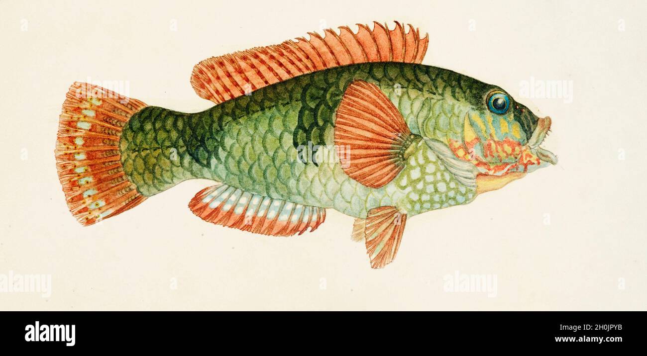 Frank Edward Clarke vintage fish illustration - The Green Parrot Fish Stock Photo