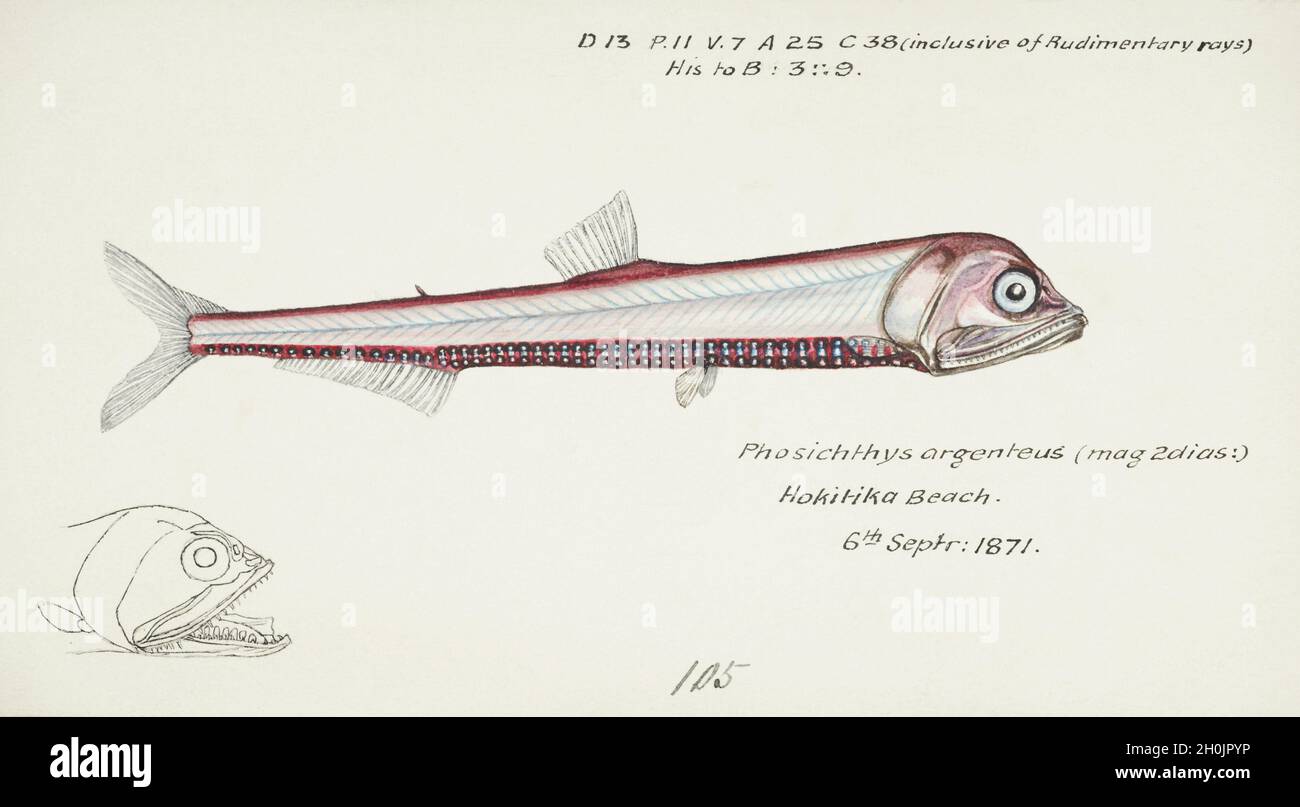 Frank Edward Clarke vintage fish illustration - Phosichthys argenteus Stock Photo