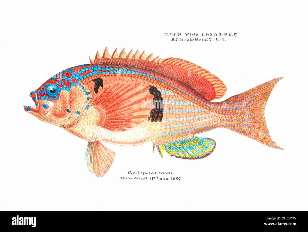 Frank Edward Clarke vintage fish illustration - Sea Perch - Caesioperca rasor Stock Photo