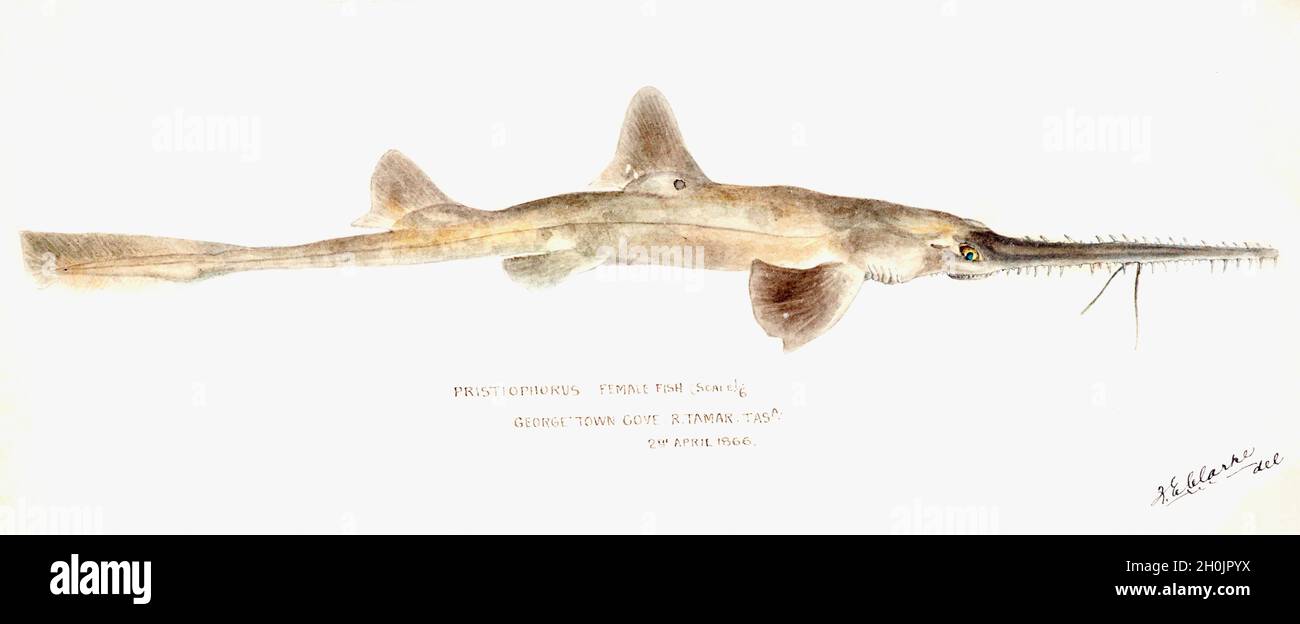 Frank Edward Clarke vintage fish illustration - Pristioporus Stock Photo