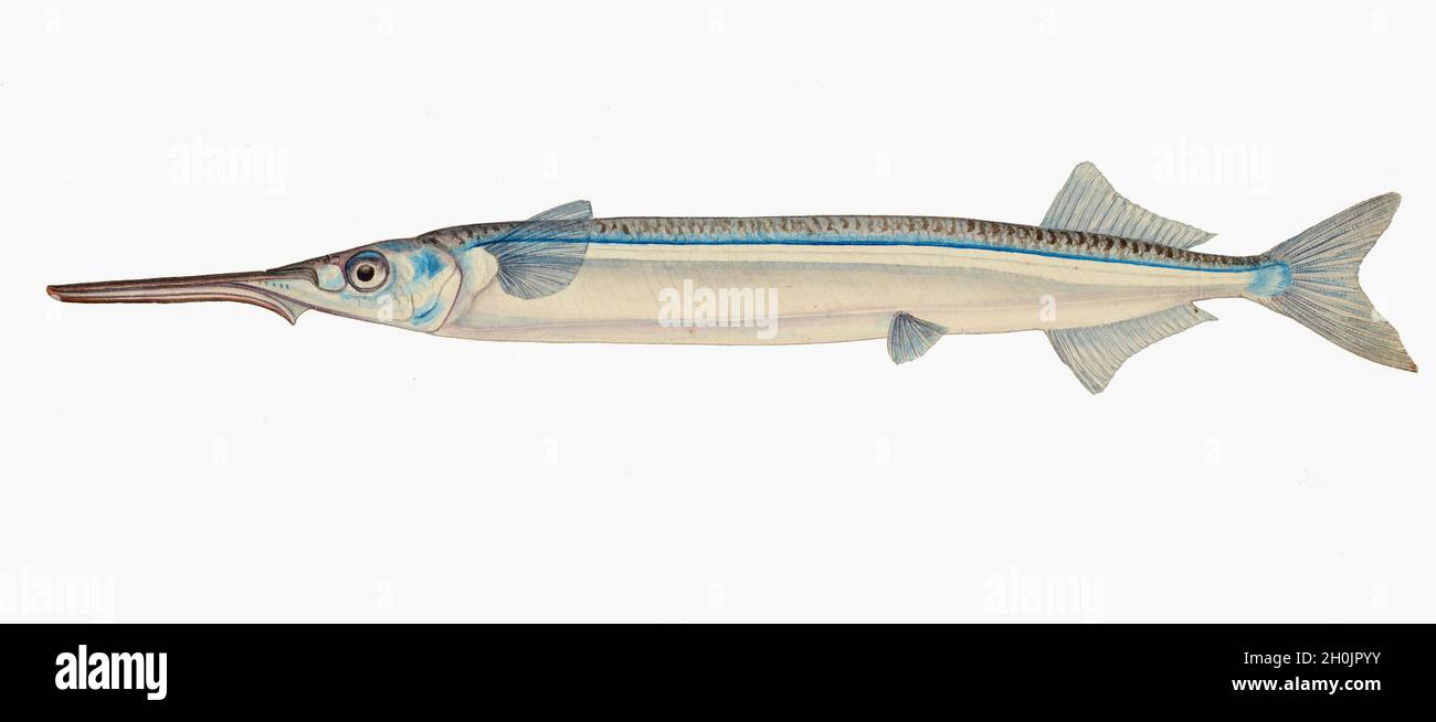 Frank Edward Clarke vintage fish illustration - Hyporhamphus Stock Photo