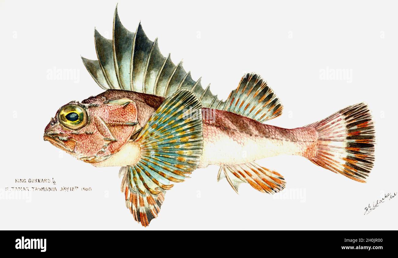 Frank Edward Clarke vintage fish illustration - King Gurnard Stock Photo