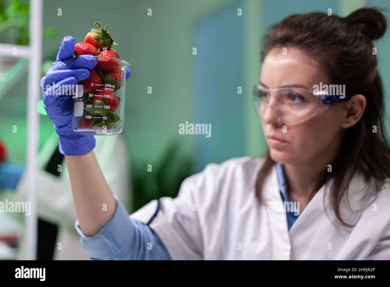 Researcher woman doctor holding organic strawberry working at gmo botany experiment in microbiology hospital laboratory, Biologist specialist analyzing genetically modified fruits in lab-grown Stock Photo