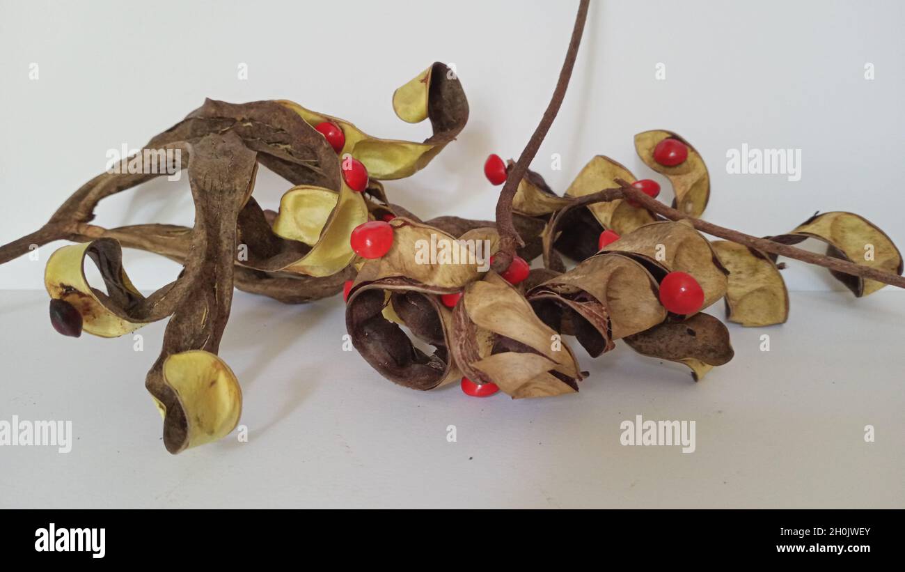 Saga Seed Acacia beans pod red in colour background Stock Photo