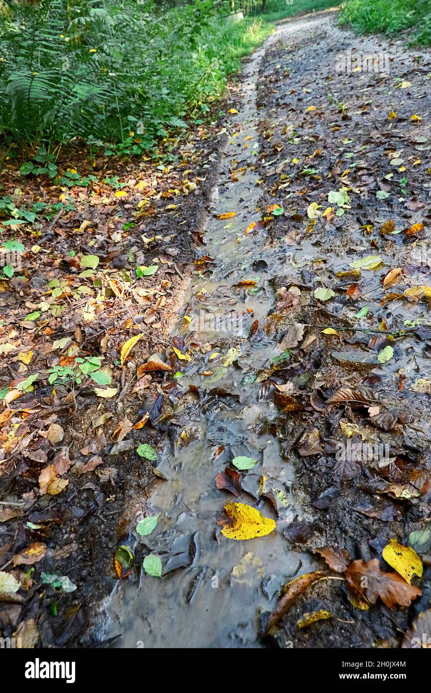 track of a field path filled with rain in autumn, Germany, North Rhine-Westphalia, Sauerland Stock Photo