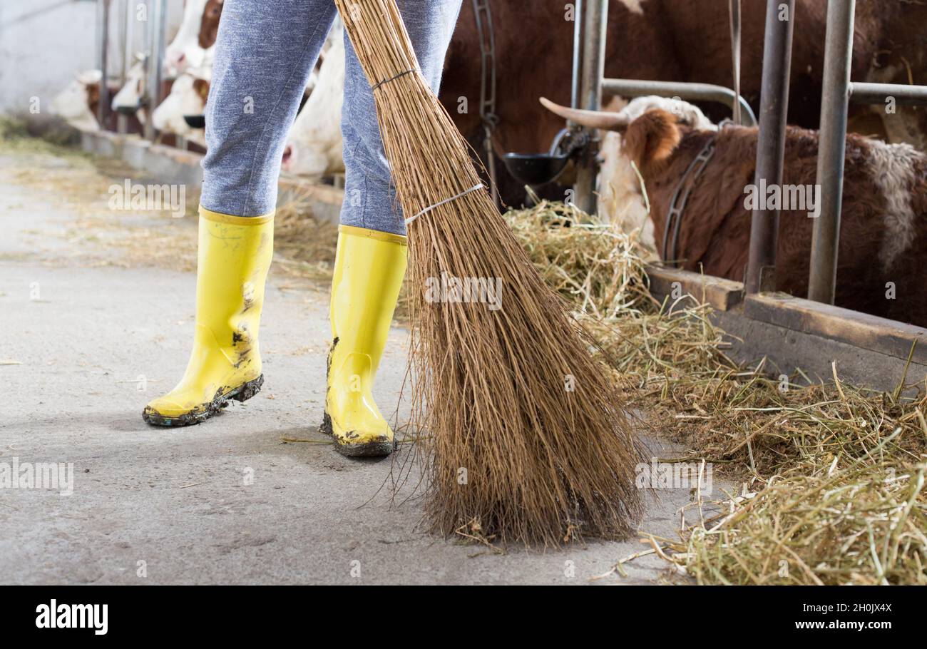 Female farm worker with gumboots brooming cattle stable with cows in background Stock Photo