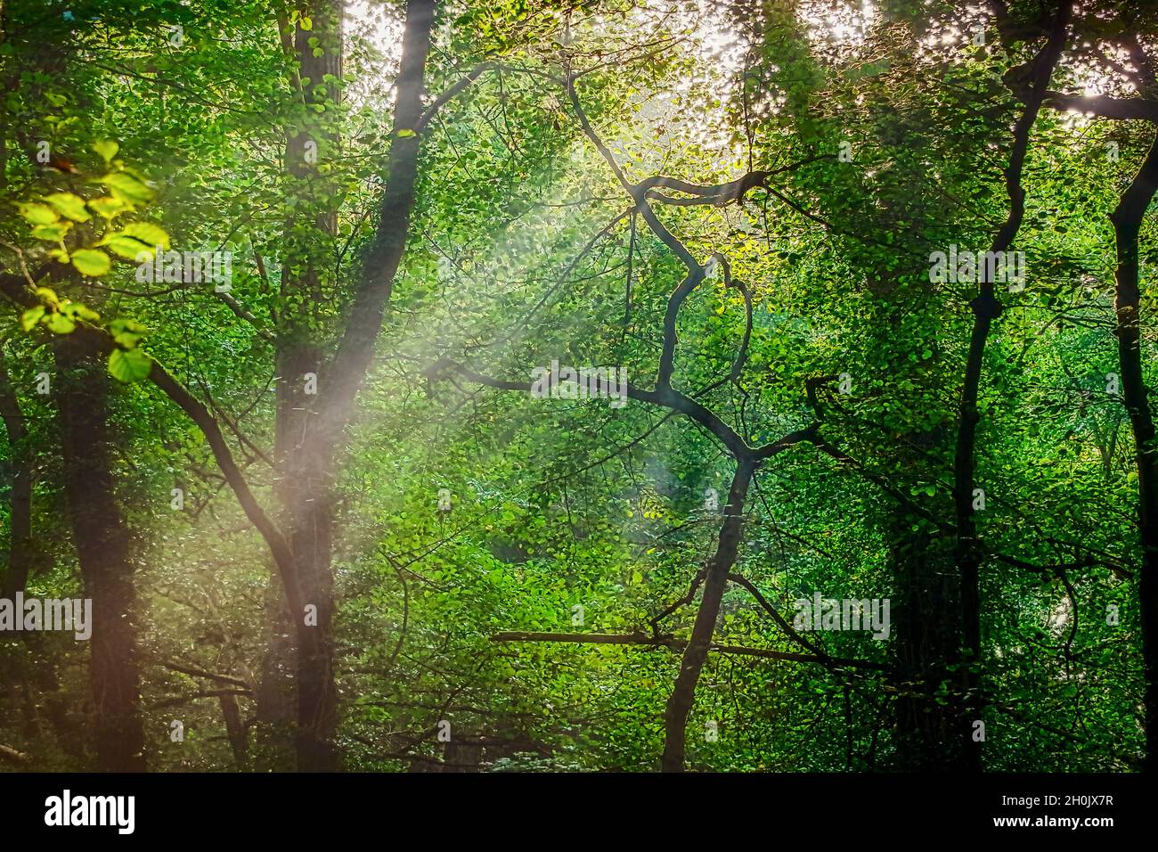 sunbeams in forest, Germany, North Rhine-Westphalia, Sauerland Stock Photo