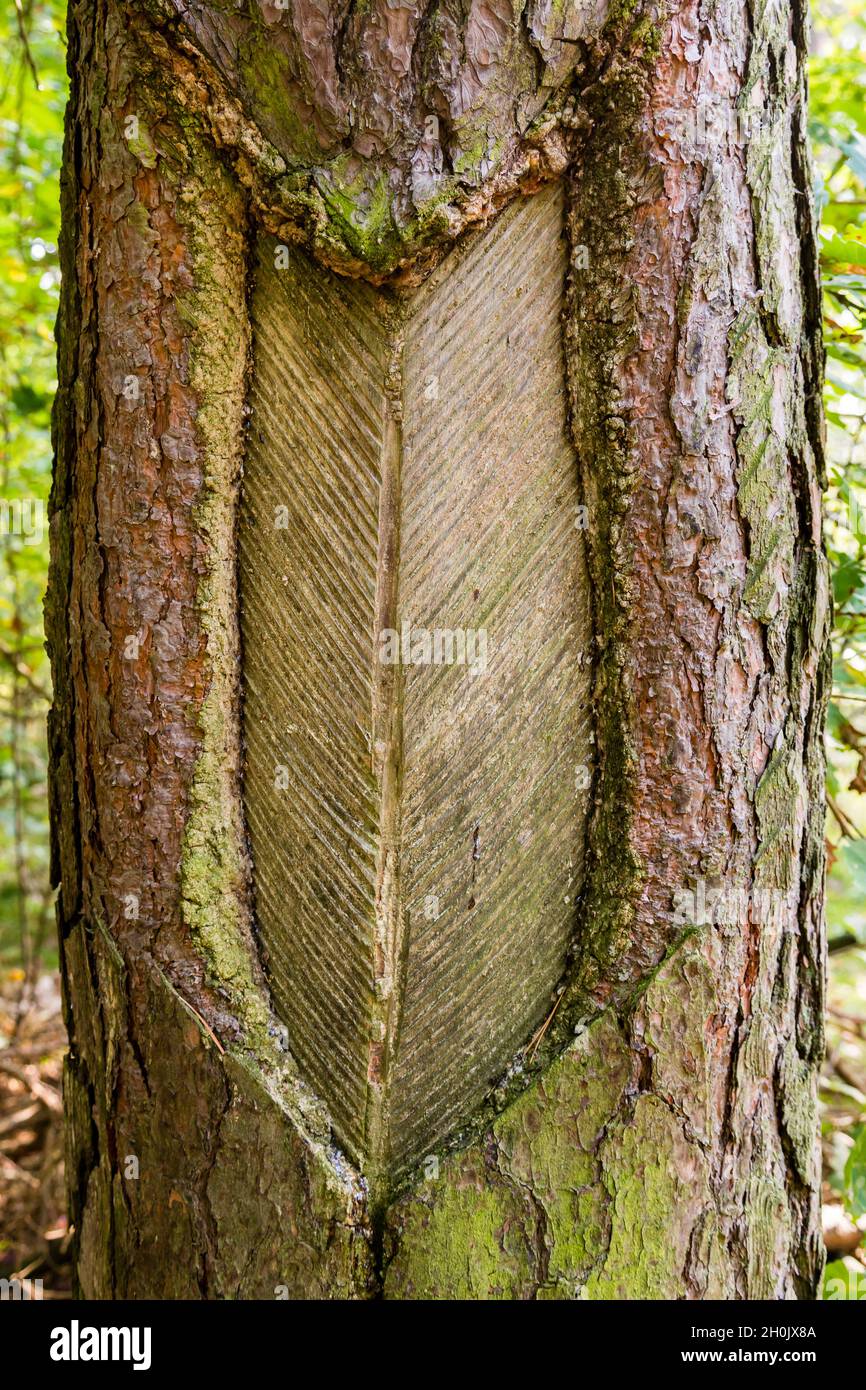 Scotch pine, Scots pine (Pinus sylvestris), typical way of resin tapping by scratching the trunk, Germany, Mecklenburg-Western Pomerania Stock Photo