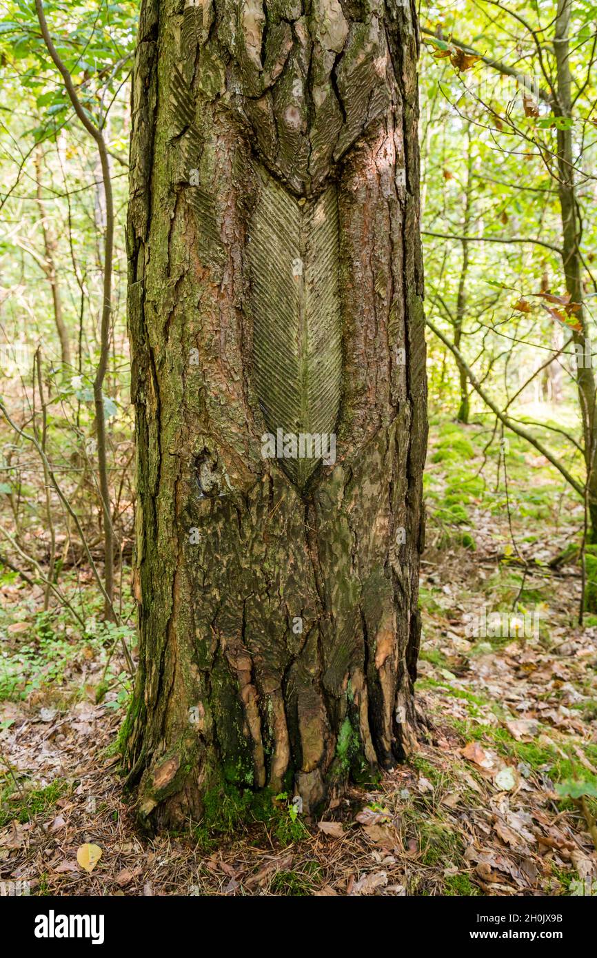 Scotch pine, Scots pine (Pinus sylvestris), Traditional way of resin tapping by scratching the trunk, Germany, Mecklenburg-Western Pomerania Stock Photo