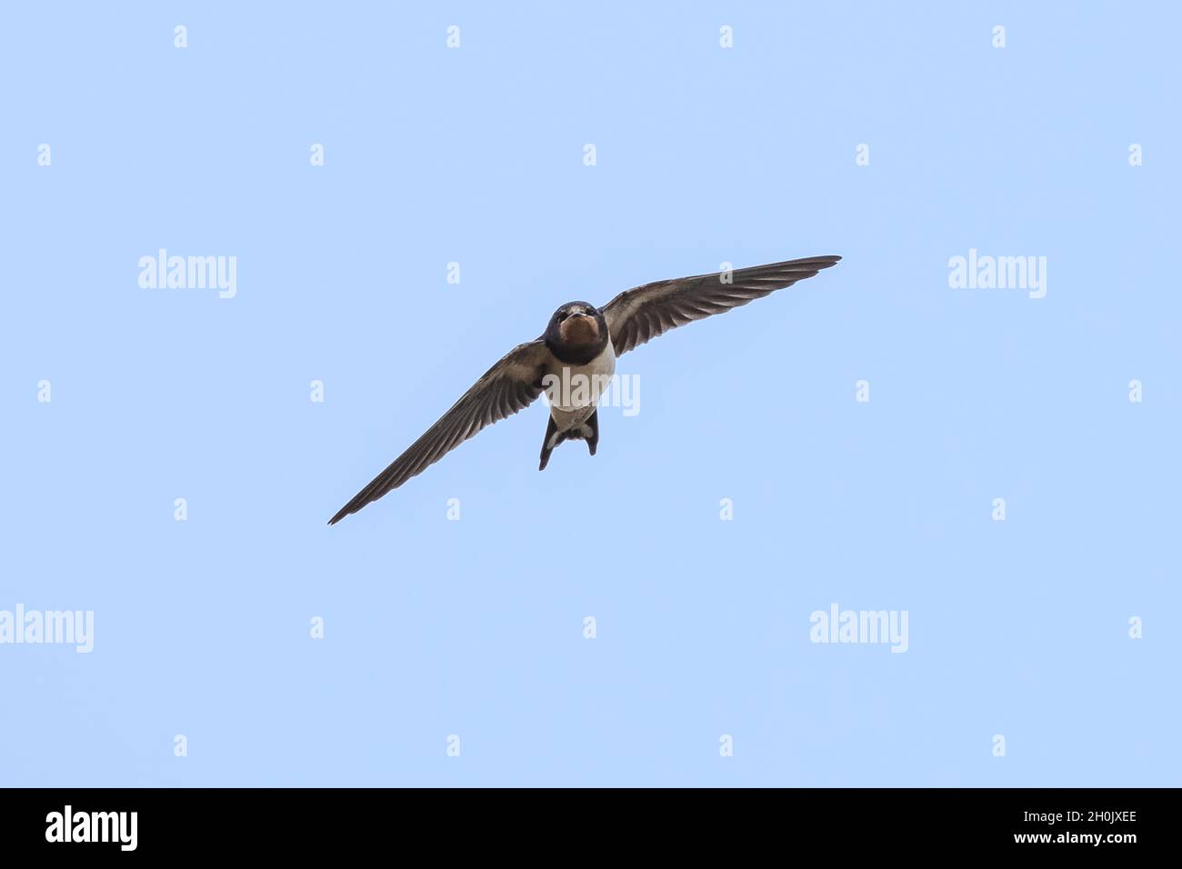 barn swallow (Hirundo rustica), in flight, front view, Germany, Bavaria Stock Photo