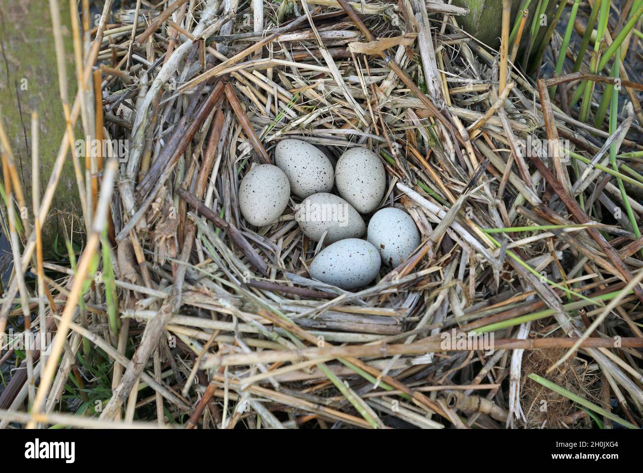 black coot (Fulica atra), clutch in a nest, Netherlands, Frisia, Workum Stock Photo