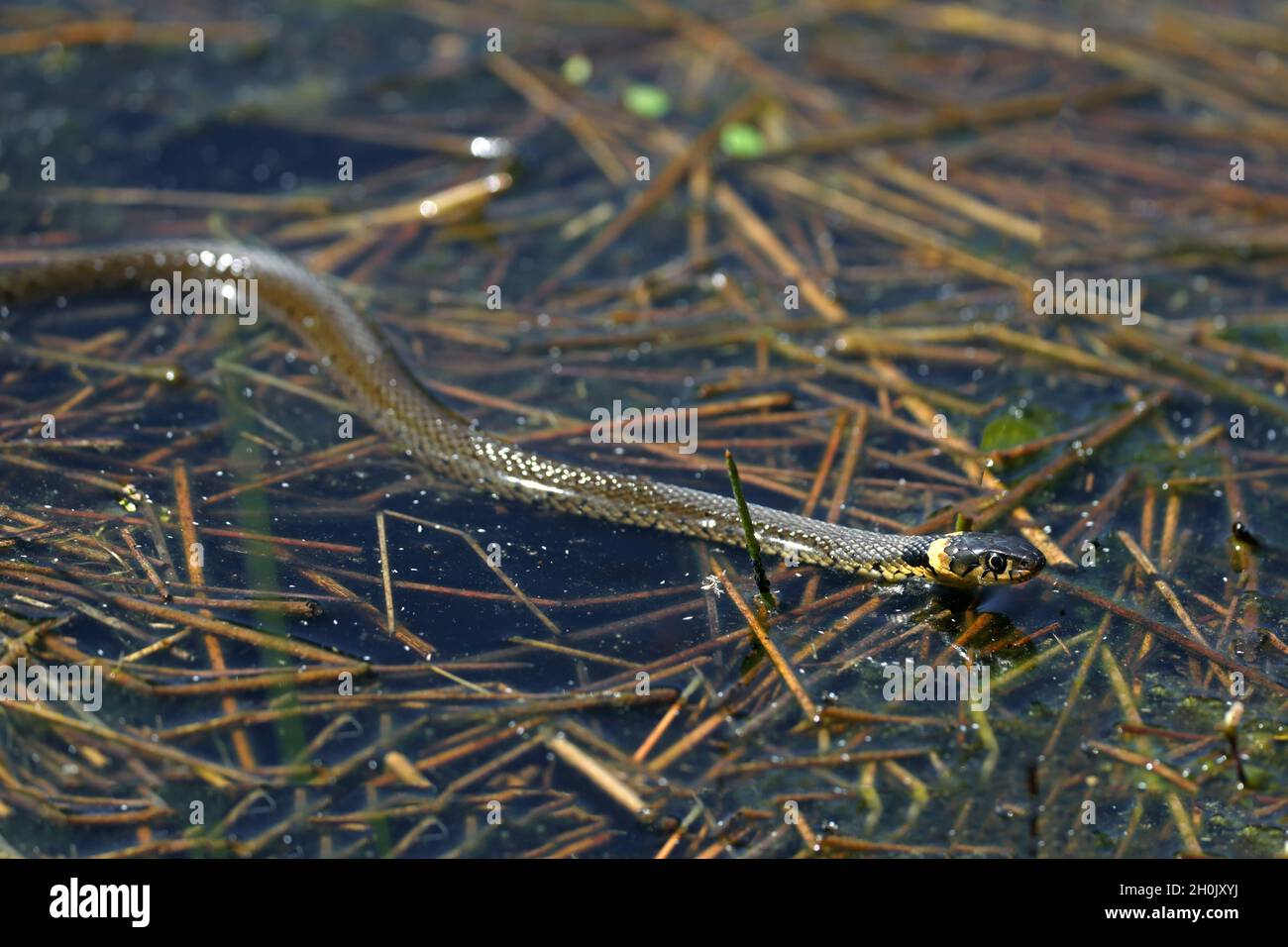 Barred Grass Snake (Natrix natrix helvetica, Natrix helvetica), gliding over water, Netherlands, Frisia Stock Photo