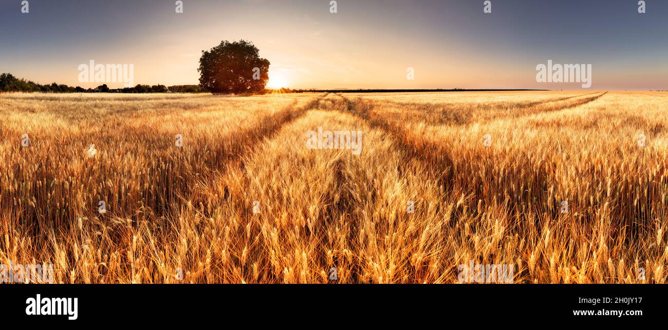 Gold wheat field panorama tree hi-res stock photography and images - Alamy