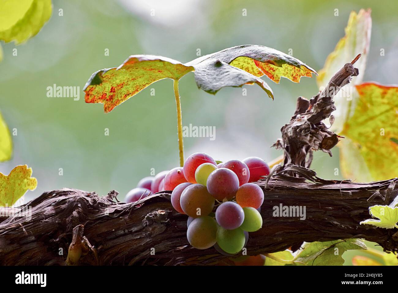 grape-vine, vine (Vitis vinifera), grapes in autumn, Germany Stock Photo