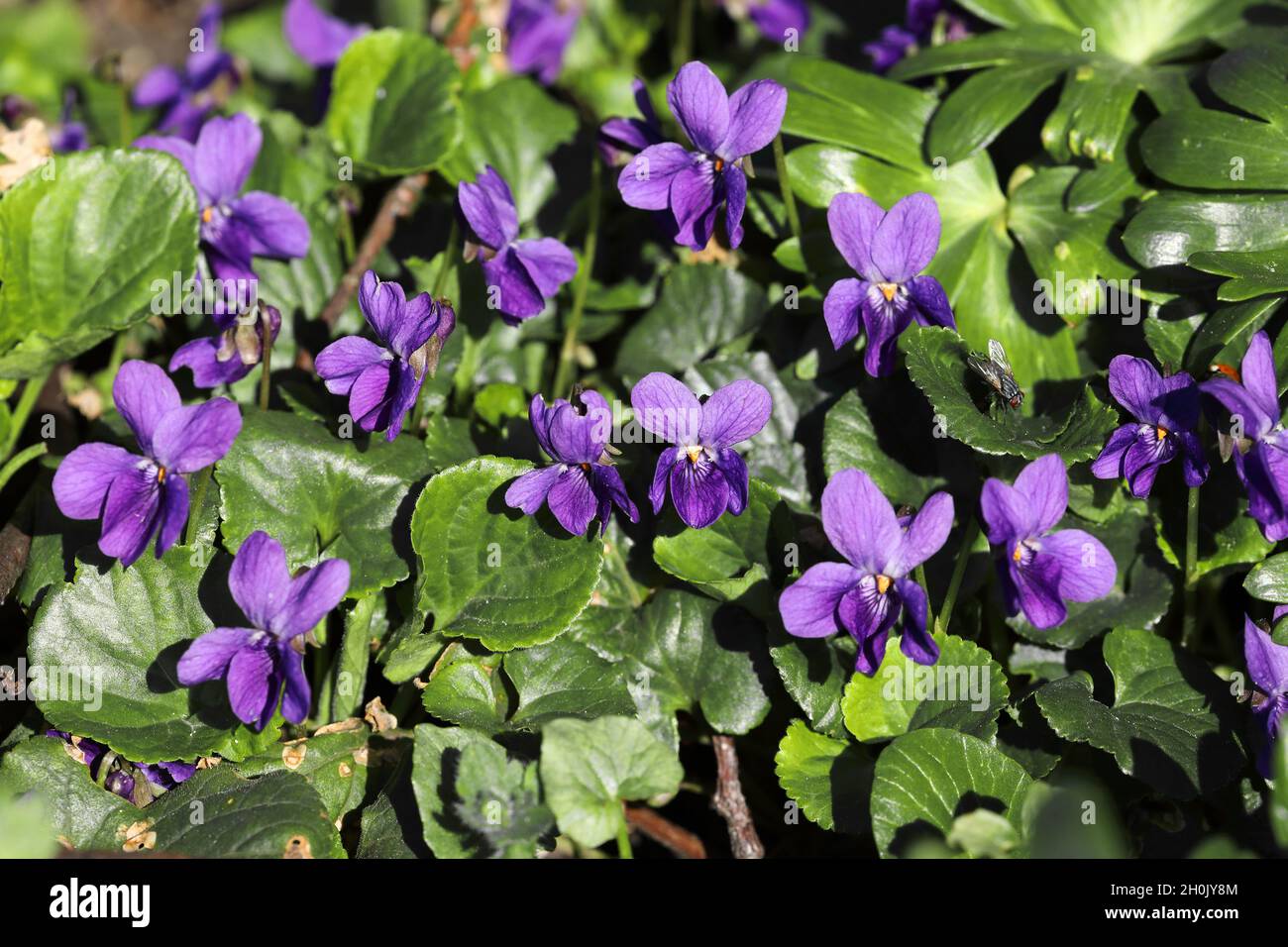 English violet, Sweet violet (Viola odorata), blooming, Netherlands, Frisia Stock Photo