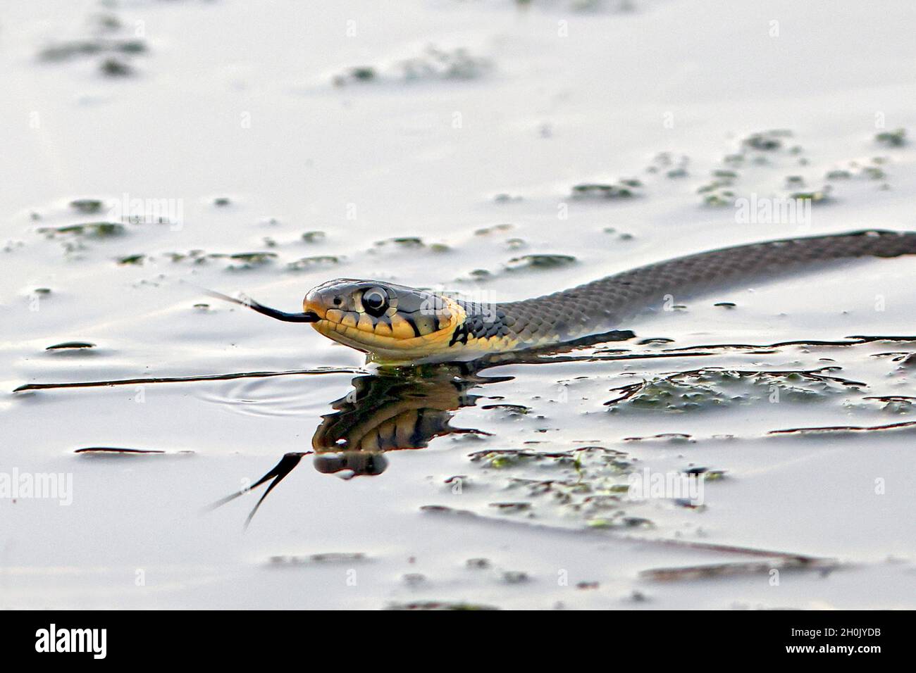Barred Grass Snake (Natrix natrix helvetica, Natrix helvetica), gliding over water flicking, Netherlands, Frisia Stock Photo