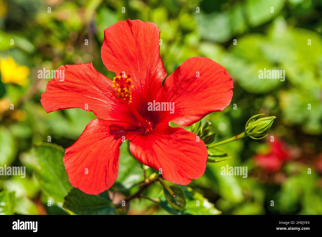 Chinese hibiscus (Hibiscus rosasinensis), red hibiscus flowers, Turkey