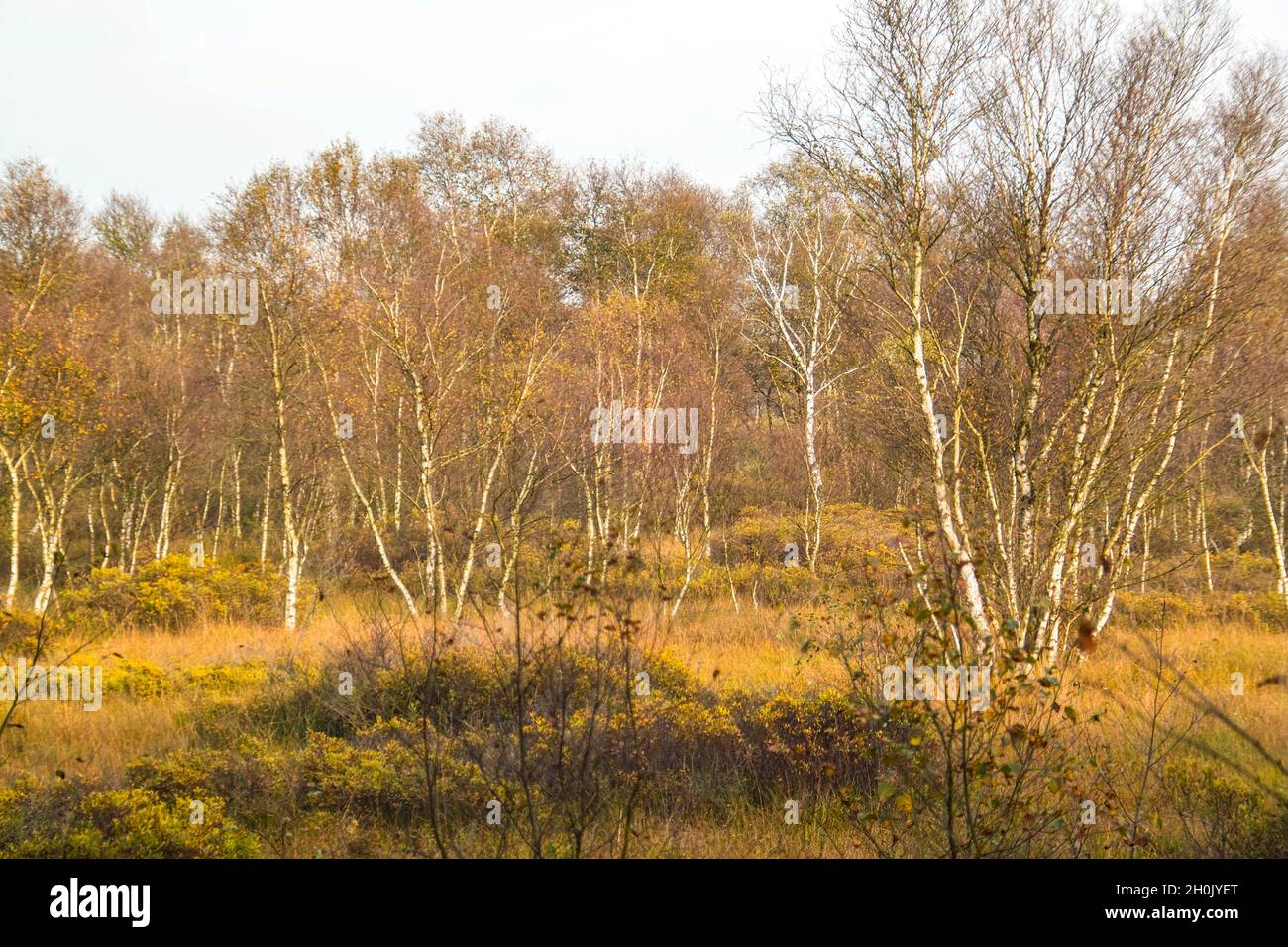 bog myrtle, sweet gale, sweet bayberry (Myrica gale, Gale palustris), growing at the fringe of a birch wood in a mire in Wesermarsch, Germany, Lower Stock Photo