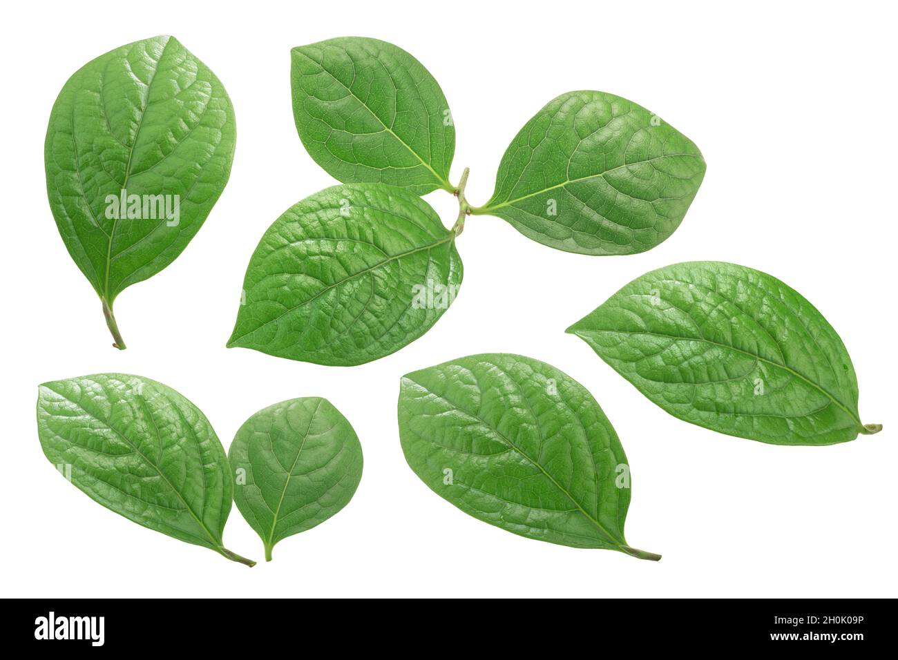 Cocoa leaves (Theobroma cacao foliage) isolated Stock Photo